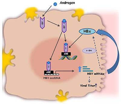 Sex-Dependent Outcome of Hepatitis B and C Viruses Infections: Synergy of Sex Hormones and Immune Responses?